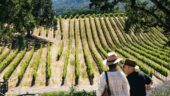 Napa wine tour. 