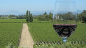 Wine Tour Experience