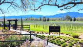 Half day wine tour