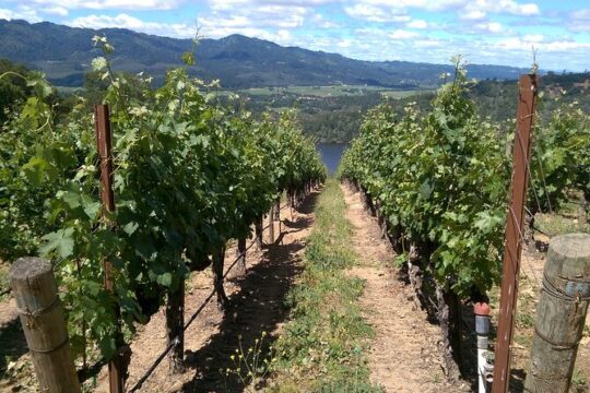 6-Hour Private Napa Limousine Wine Tour (Style & Wine)