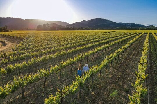 Serene and Romantic Wine Tasting Next to the Vines in Napa Valley